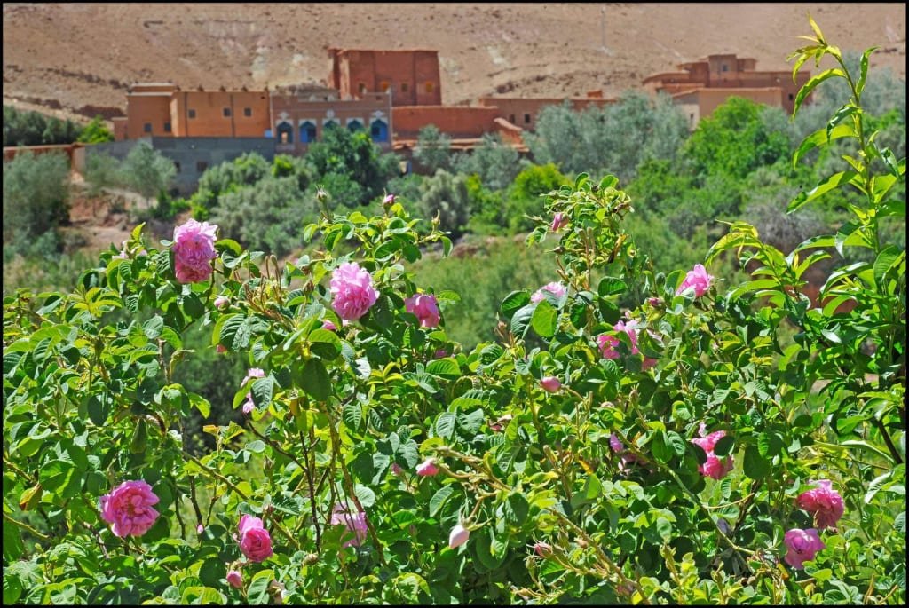 Kelaat M’Gouna Rose Capital of Morocco